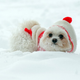 Illustration for article titled Adorable Kids And Adorable Dogs Make The Most Of Snow